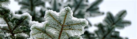 Christmas Tree Seedlings | Weyerhaeuser