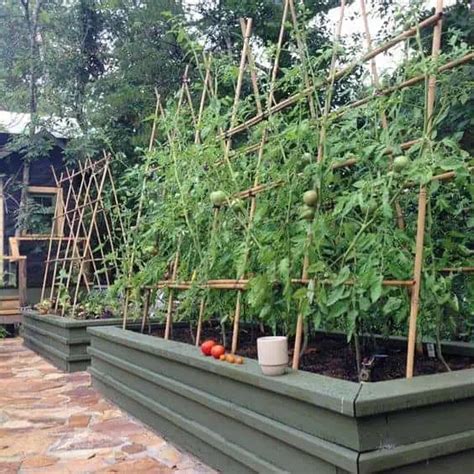 The Best Tomato Trellis & Tomato Cages ~Family Food Garden