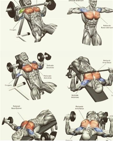 Biceps | Chest workouts, Biceps workout, Weight training workouts