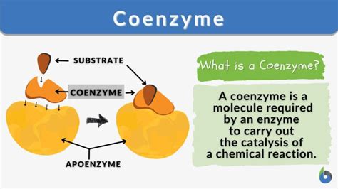 Coenzyme - Definition and Examples - Biology Online Dictionary