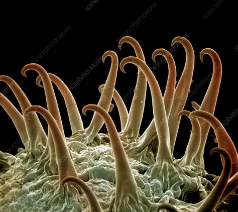 Cocklebur (Xanthium) seeds - Stock Image - C005/8086 - Science Photo ...