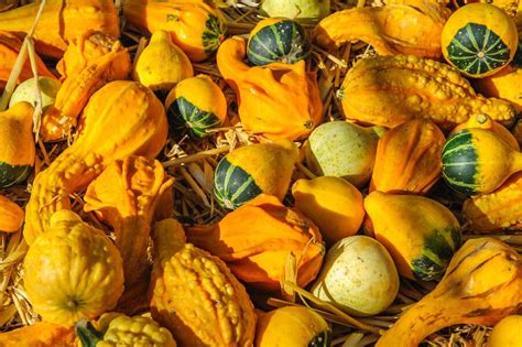 Can You Eat Gourds? The Difference Between Gourds vs Squash, Explained ...