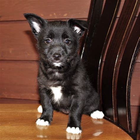 Schipperke Puppies For Sale • Adopt Your Puppy Today • Infinity Pups