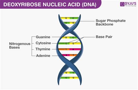 Molecular Basis of Inheritance - DNA, RNA and Genetic Code