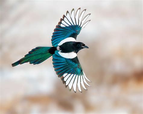 Black-billed Magpie | Audubon Field Guide