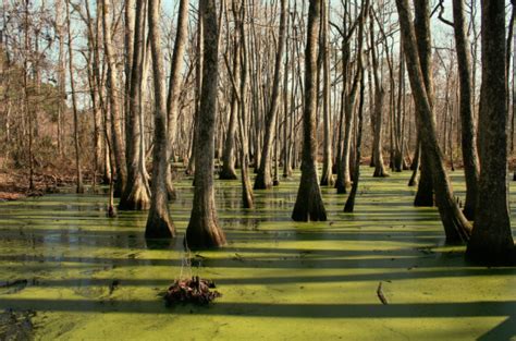 Restoring the Rich Culture of the Mississippi Delta - Cotton Pickers or ...