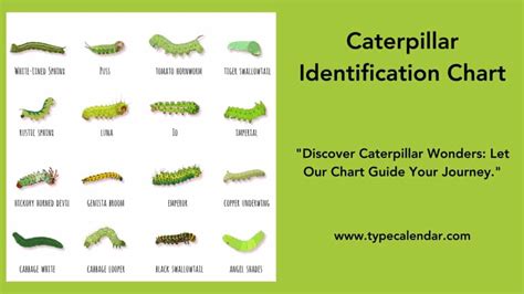 Free Printable Caterpillar Identification Charts [PDF]