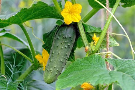 how to grow cucumbers Archives - Old World Garden Farms