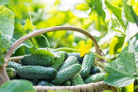 How and When to Harvest Cucumbers | Gardener’s Path