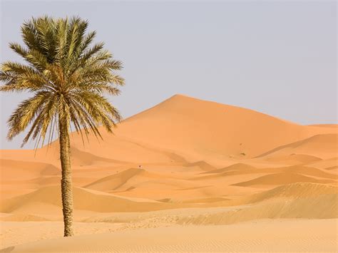 Sahara Desert Plants