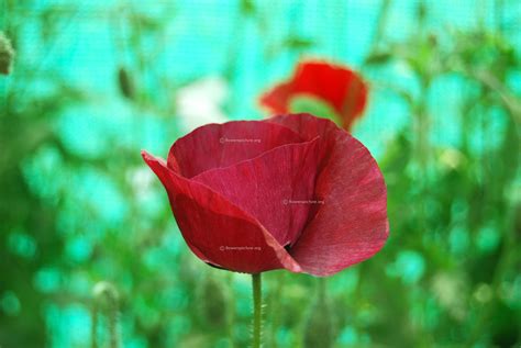 Poppy flower varieties