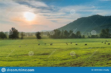 Sunset with Grazing Cows Powell County, KY Stock Photo - Image of ...