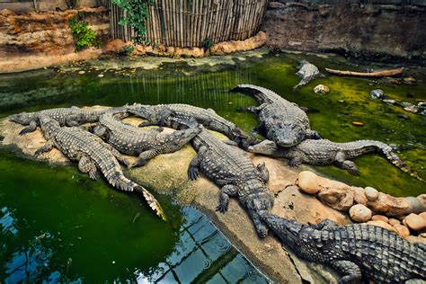 The Crocodile Farm - Travel In Pink