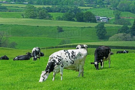 Dairy cattle grazing in pasture; Cumbria, England - Stock Photo - Dissolve