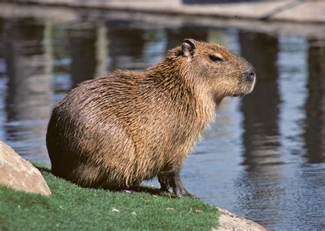 Capybara Animals | Amazing Facts & Latest Pictures | All Wildlife ...