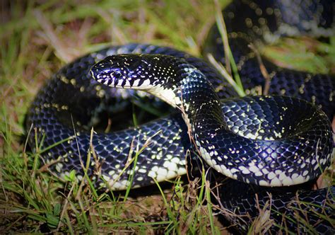 Eastern Black Kingsnake Photograph by Kathy Kelly - Fine Art America