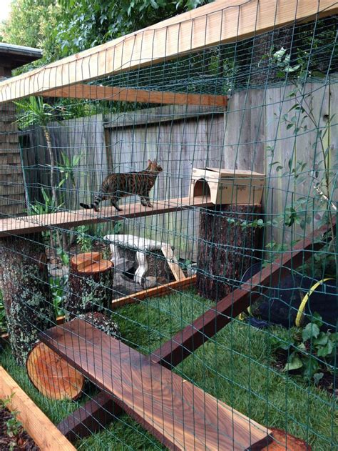 Cat enclosure walnut perches with oak tree stumps. Outdoor Cats ...