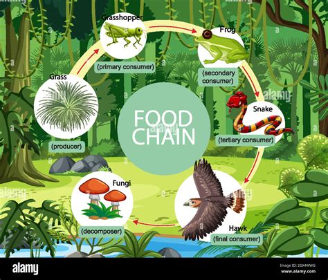 Food chain forest Stock Vector Images - Alamy