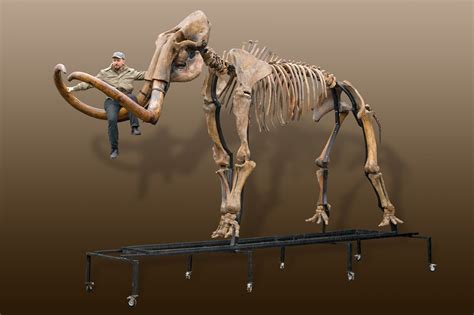 Russian woolly mammoth skeleton (Mammuthus primigenius) - one of the ...