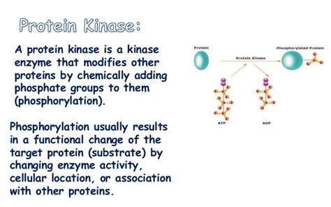 Protein Kinase by Patricia Bañadera