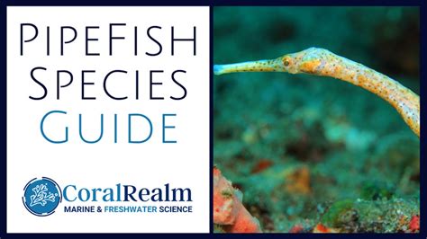 Pipefish: A Species, Diet, Habitat and Care Guide - CoralRealm