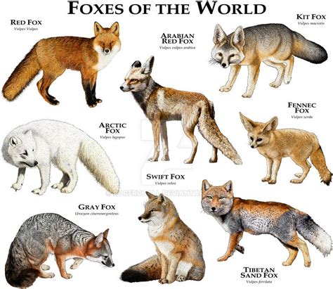 Types Of Foxes