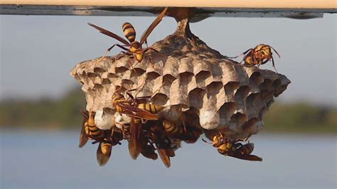 How To Remove A Wasp Nest - Alpine Farms Bee Removal