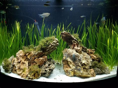 Thoughts on my dragonstone, java moss, and italian val aquascape? : r ...