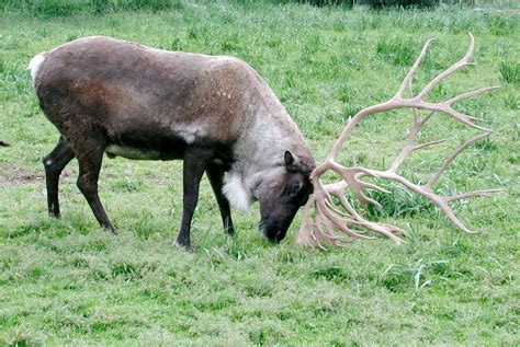 File:Caribou using antlers.jpg - Wikimedia Commons