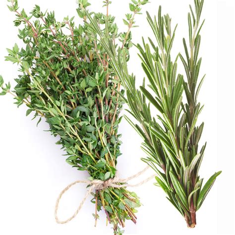 White Thyme and Rosemary - Premium Fragrance Oil – NorthWood Distributing