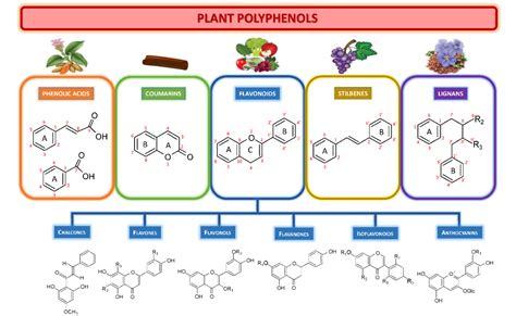 Plant Polyphenols - Introduction and Analytical Methods - Creative ...