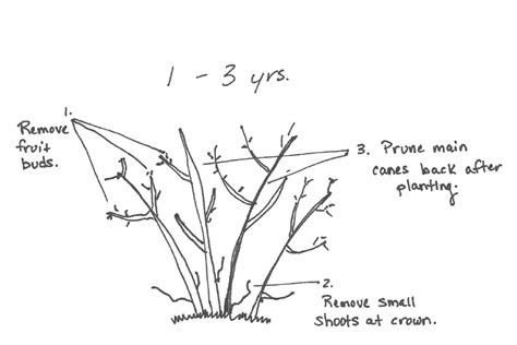 How & When to Prune Blueberry Bushes for Bountiful Berries Every Year