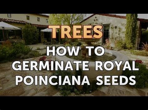 How to Germinate Royal Poinciana Seeds - YouTube