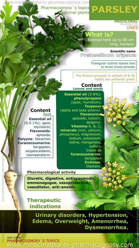 Parsley health benefits. Infographic - Pharmacognosy - Medicinal Plants