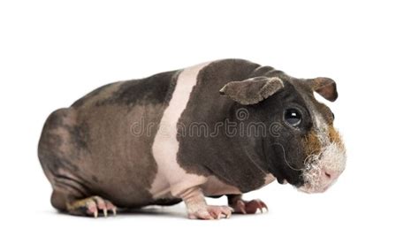 Hairless Guinea Pig , Isolated Stock Image - Image of rodent, shot ...