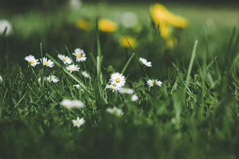 🔥 [30+] Grass and Flower Wallpapers | WallpaperSafari