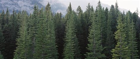 Types Of Evergreen Trees | The Tree Center™