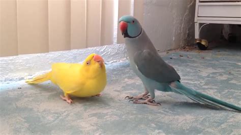 Indian ringneck mating dance - YouTube