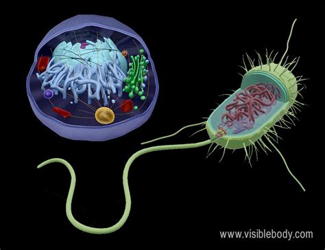 Eukaryotic And Prokaryotic Cells Differences