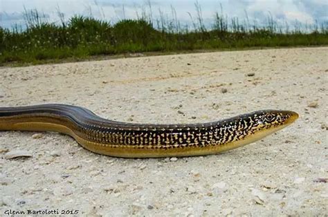 9 Legless Lizard Species Found in the US (Interesting Facts) - Wildlife ...