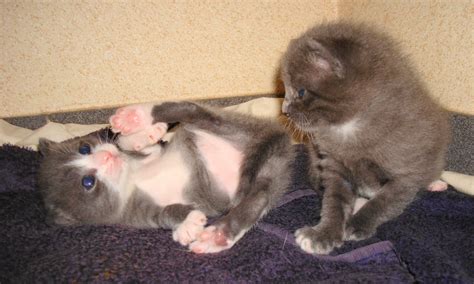 Playing Kittens. Free Stock Photo - Public Domain Pictures