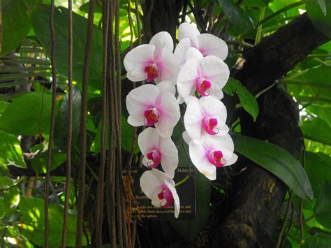 Tropical Rainforest Plants Orchids