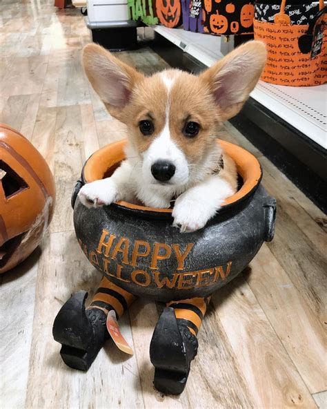 Halloween corgi | Corgi, Throwback, Dogs