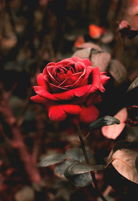 Rose Wallpapers: Free HD Download [500+ HQ] | Unsplash