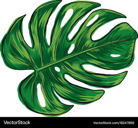 Monstera Leaf Drawing Outline ~ Line Drawing Of A Leaf At Getdrawings ...