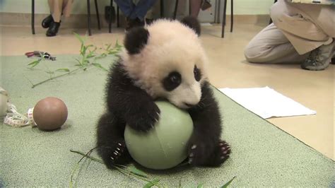 Baby Panda Playing With Ball