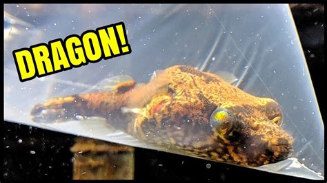 Finding Rare DRAGON Fish for Aquarium! - YouTube