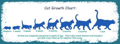 how much should my cat weigh at 5 months - Like A Charm Vlog Art Gallery