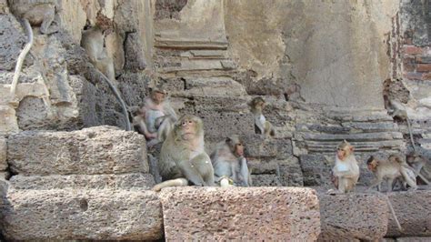 Lopburi Monkey Temple - How to visit and avoid getting bitten!