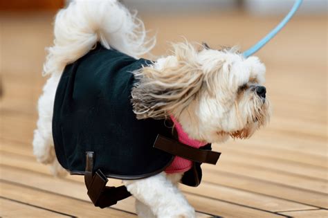 How Often Should You Walk a Shih Tzu? - Shih Tzu Care Guide